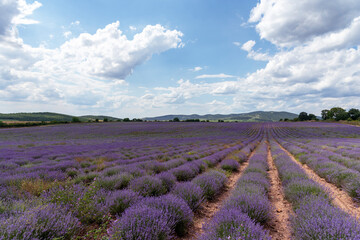 Fototapeta na wymiar Lavender fields. Beautiful image of lavender field.
