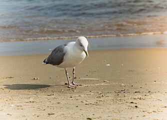 a large seagull on the sea coast