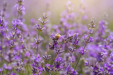 Blooming lavender in a field at sunset.