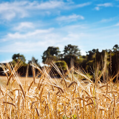 golden ears of grain in the field in summer time