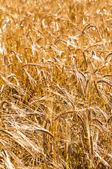golden ears of grain in the field in summer time