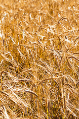 golden ears of grain in the field in summer time