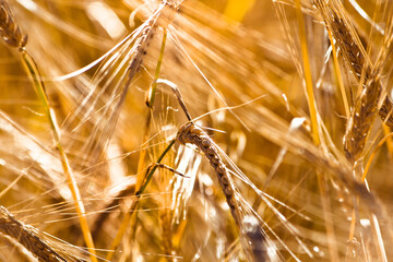 golden ears of grain in the field in summer time