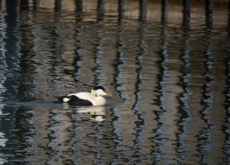 Incredibly beautiful eider duck, part of a resident colony that has adapted to the fresh water ecosystem of the Upper Zurich Lake (Obersee), Switzerland