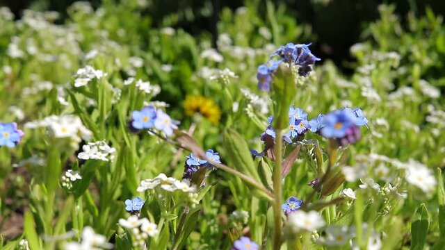 phlox subulata white and blue in close-up swaying in the wind