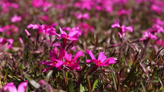 Close-up phlox flowers ripple from the wind
