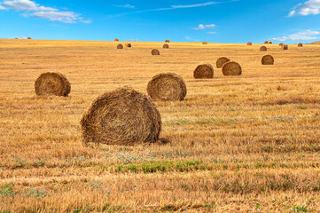 Hay bale. Scene with haystacks on the field. Beautiful landscape with stacked roll straw bales in end of summer - agriculture wheat harvest. Straw on the meadow..