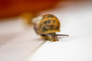 close-up of snail walking with horns outstretched
