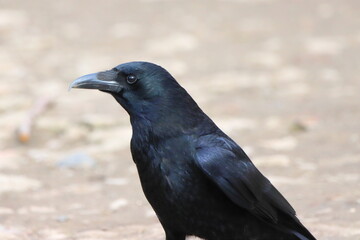 Portrait of a crow with a plain background