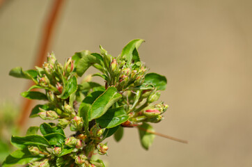 Tree Blossoms ready to Bloom 