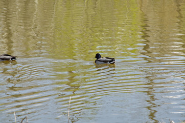 A Male Mallard in a Storm Pond