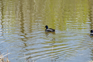 A Male Mallard in a Storm Pond
