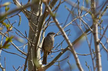 A White-Crowned Sparrow in a Tree