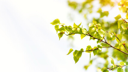 spring background with place for text. green leaves close up