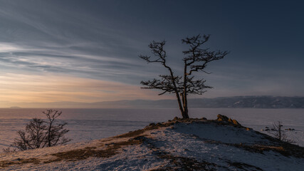 Fototapeta na wymiar Winter evening at the lone tree