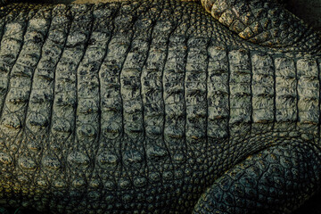 Close up green real alive crocodile skin texture, top view