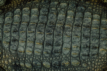 Close up green real alive crocodile skin texture, top view