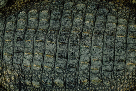 Crocodile Skin Images – Browse 64,581 Stock Photos, Vectors, and Video