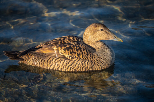 Incredibly beautiful eider duck, part of a resident colony that has adapted to the fresh water ecosystem of the Upper Zurich Lake (Obersee), Switzerland