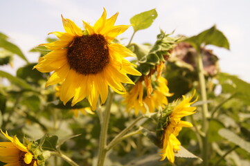sunflower in the field