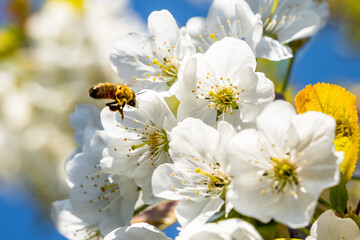 Close up of bee approaching white Cherry blossoms on a sunny day