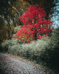 Trees on fall season 