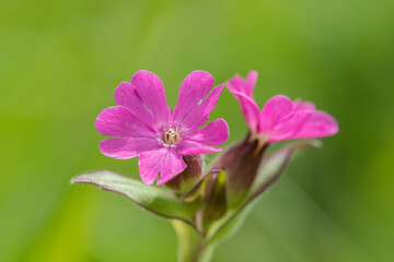Closeup of a red catchfly blossom (Silene dioica). The wildflower is used as perennial ornamental flower.