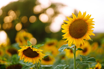 Obraz premium Sunflower in full bloom. Beautiful sunflower field at sunset.