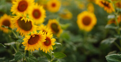 Obraz premium Sunflower in full bloom. Beautiful sunflower field at sunset.
