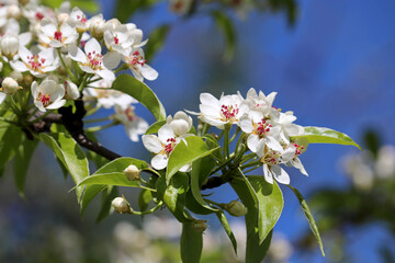Apple blossom in spring garden on blue sky background. White flowers on a tree branch at sunny day