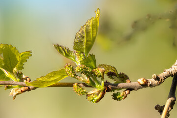 Macro shot of the leaf and flower buds of the black mulberry