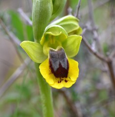Macro detail of orchid flower Ophrys lutea. Intense yellow flower located in Munilla, La Rioja, Spain.