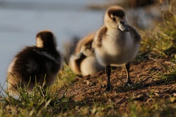 baby duck and ducklings