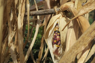 Fototapeta na wymiar Original red yellow black purple corn, healthy organic corn cob from mexico, like indigenous people usually grow and eat, real corn without chemical changing 