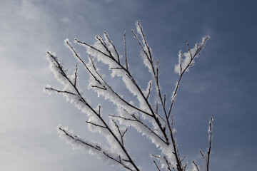 Fluffy frost on the branches of a bush