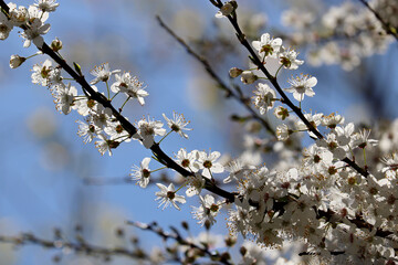 Cherry blossom in spring garden on blue sky background. White flowers on a branch in sunlight
