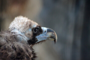 a close up portrait of black vulture