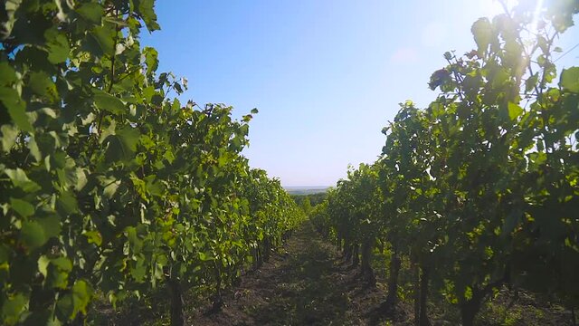 Walk between rows of lush green vines at large vineyard, Vineyards, hiking trails, rustic wine bars invite you to a wonderful time. Bright sunny weather.