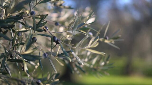 An olive tree branch swaying in the wind beautifully lit by the sun.