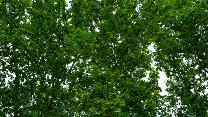 muro de hojas y ramas