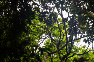 Geoffroy’s spider monkey (Ateles geoffroyi) in Arenal cloud forest, Costa Rica