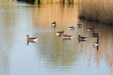 Obraz premium Group of geese swim in the water in front of a quay with reeds