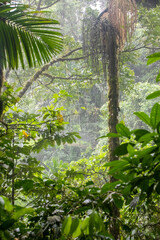 Mistico Arenal Hanging Bridges Park