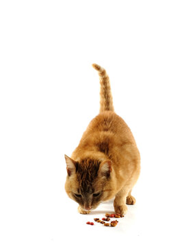 Orange Cat Eating Food On White Background