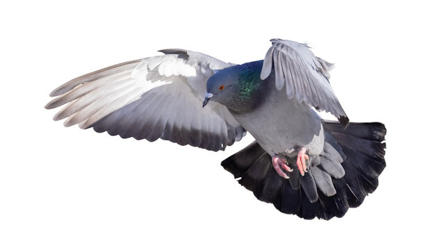 Isolated On White Flying Rock Dove