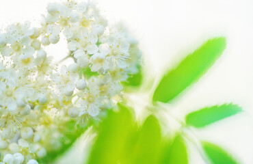 Close-up of rowan tree (Sorbus aucuparia) flowers. Selective focus and shallow depth of field.