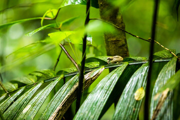 Pit viper on tropical green plan in the rain