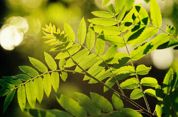 Rowan (Sorbus aucuparia) leaves. Selective focus and shallow depth of field.