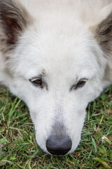 Portrait of White Swiss Shepherd Dog in nature.