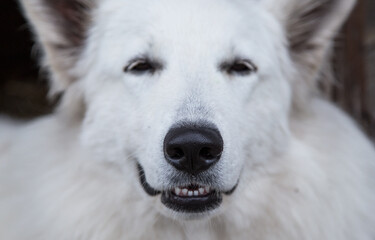 Portrait of White Swiss Shepherd Dog in nature.